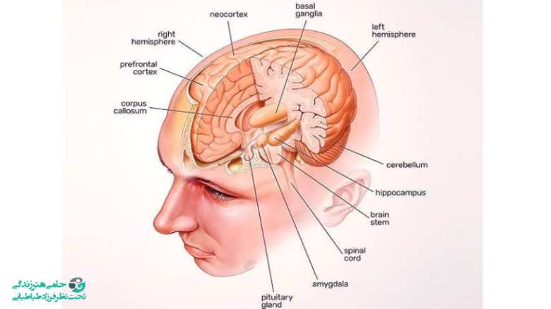 آناتومی مغز انسان | شناخت بخش های اصلی مغز و کارکرد آن ها